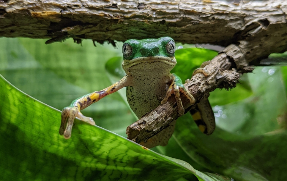 A Frog Blog, for World Frog Day!